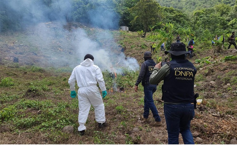 DNPA aseguró 3,627,000 arbustos de coca y 234,000 plantas de&nbsp;marihuana