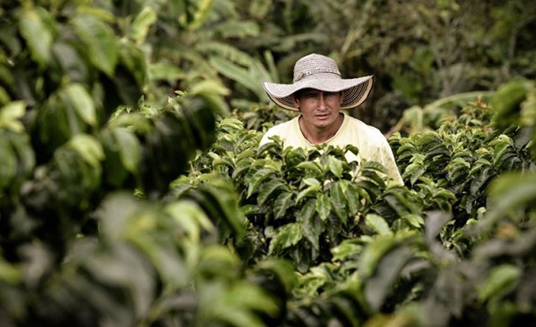 Deudas y pérdidas reportan&nbsp;caficultores