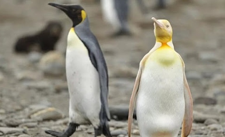 Tan blanco como la nieve. Así es el raro ejemplar de&nbsp;pingüino