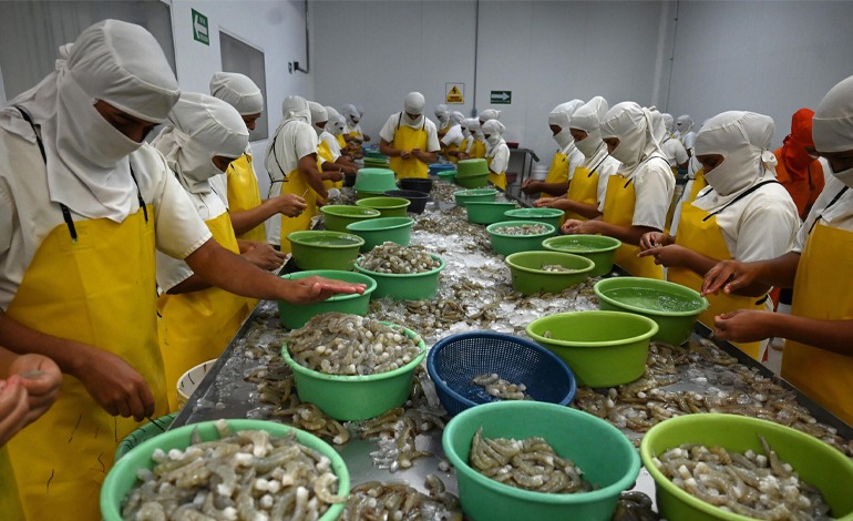 177 fincas de camarón condenadas a&nbsp;desaparecer