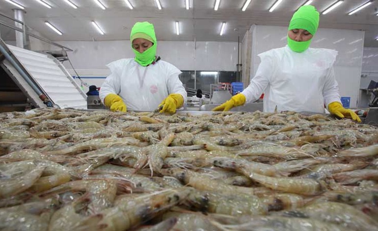 Al cierre camaroneras hondureñas ante bloqueo&nbsp;mexicano