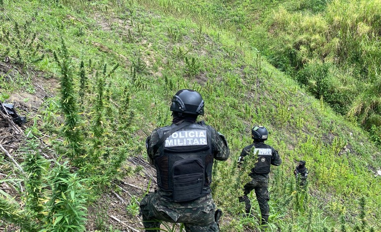 Destruyen 3 plantaciones de&nbsp;“moña”