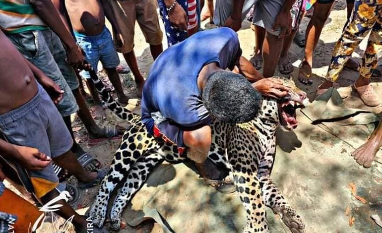 Cazadores le dan muerte a jaguar en Puerto&nbsp;Lempira