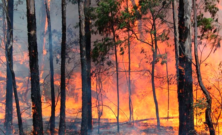 Hasta 50 años de prohibición para lotificar en donde incendiaron&nbsp;bosques