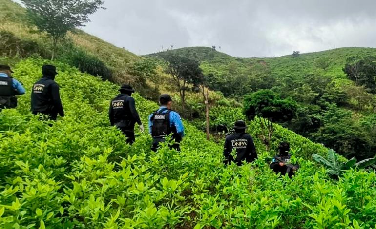Descubren 72,000 arbustos de “coca” en&nbsp;Colón