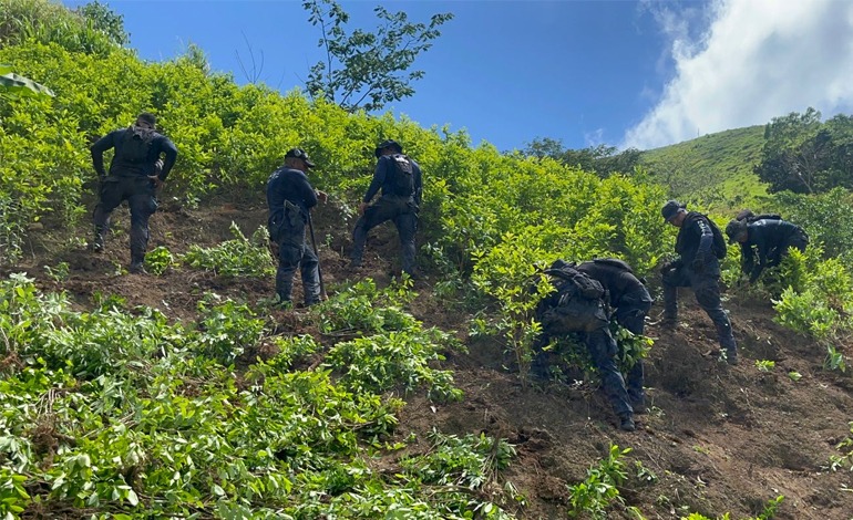 Erradican 72 mil arbustos de “coca” y desmantelan un laboratorio en&nbsp;Colón