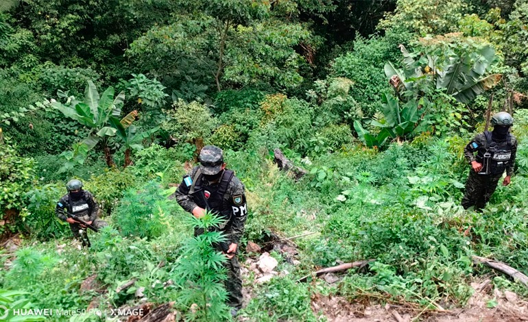 FF. AA. asegura plantación de&nbsp;marihuana
