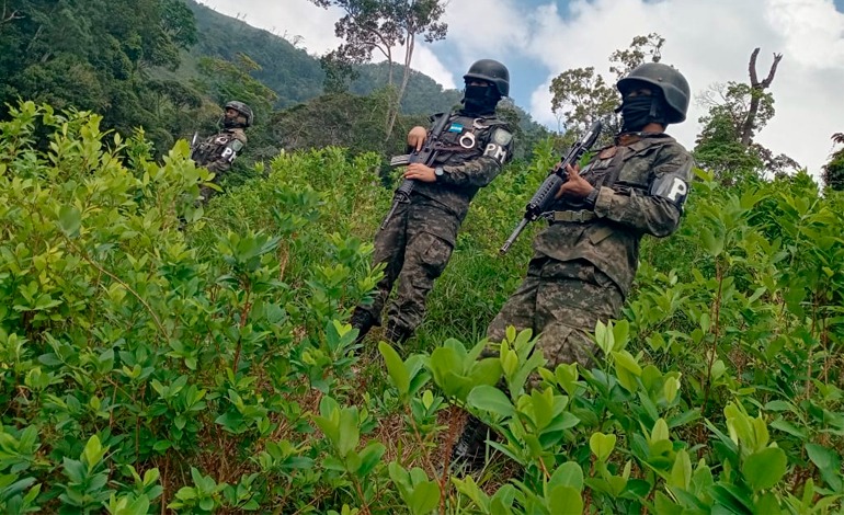 PMOP asegura plantación de “coca” en&nbsp;Olancho