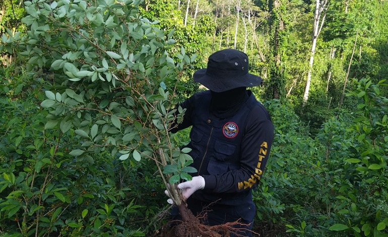 Alrededor de cien mil arbustos de hoja de coca ubicados en&nbsp;Colón