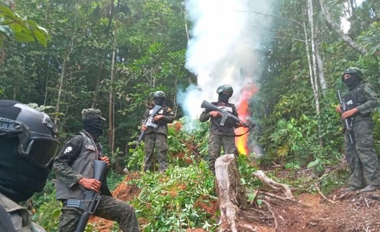 33 mil plantas de coca erradican en&nbsp;Atlántida