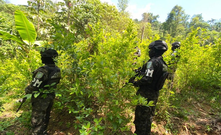 Ahora siembran coca en zonas forestales&nbsp;protegidas