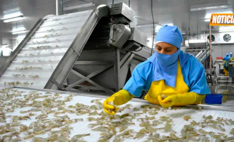 México reabre su mercado al camarón&nbsp;hondureño