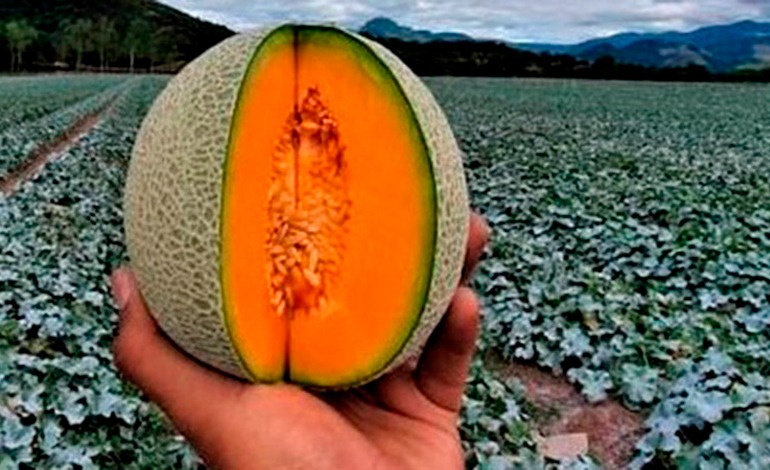 Peligra la industria del melón en&nbsp;Choluteca