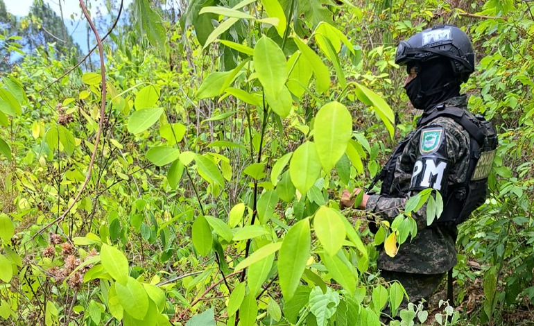 Aseguran 190 mil arbustos de hoja de coca en&nbsp;Atlántida
