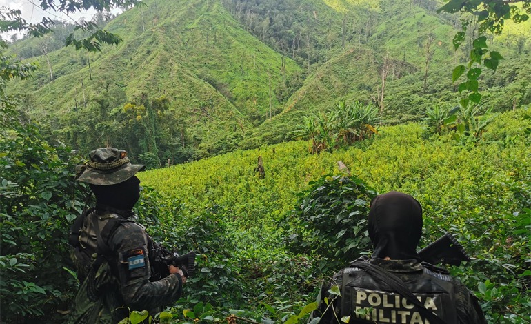 Asegura 154 mil arbustos de hoja de coca en&nbsp;Colón