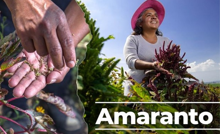 México premiado por cosechar un cultico ancestral: El&nbsp;amaranto