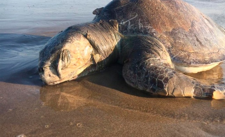 México investiga masiva muerte de tortugas&nbsp;marinas