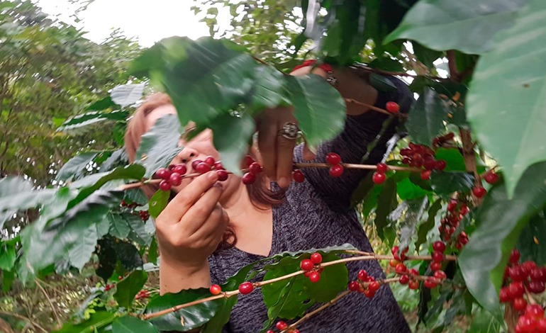 Honduras es el tercer productor de&nbsp;café