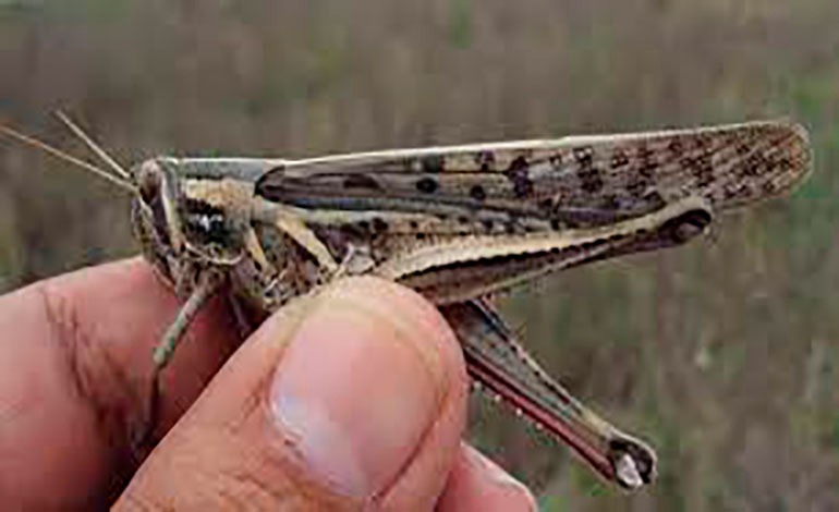 Langosta le “vuela la vuelta” a las autoridades de&nbsp;Senasa