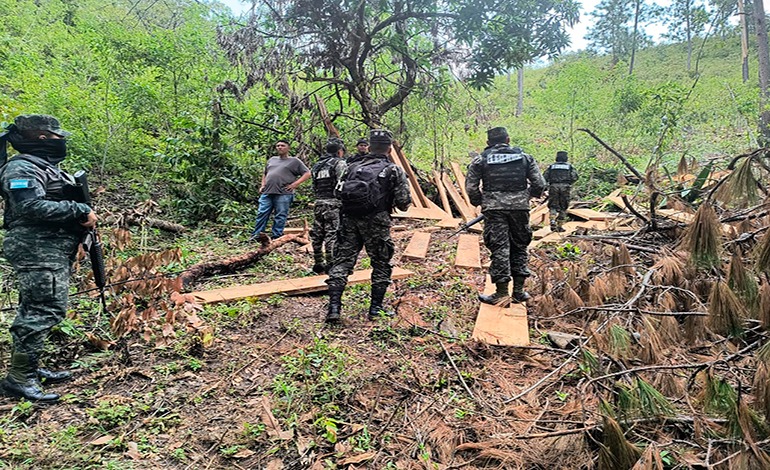 FF. AA. localiza ocho hectáreas de bosque deforestadas en Concordia,&nbsp;Olancho