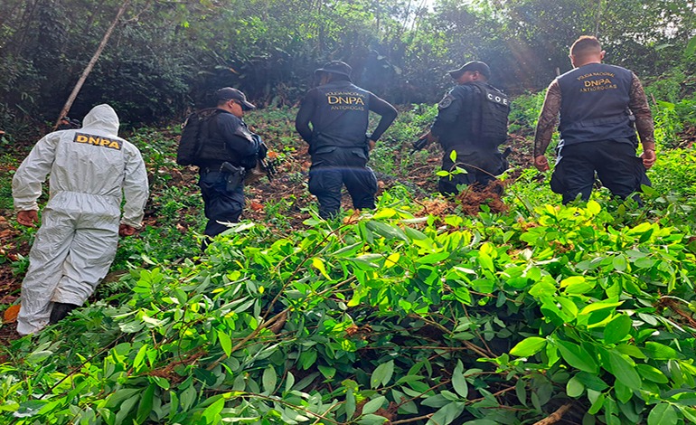 Erradica 90,000 arbustos de coca en&nbsp;Colón