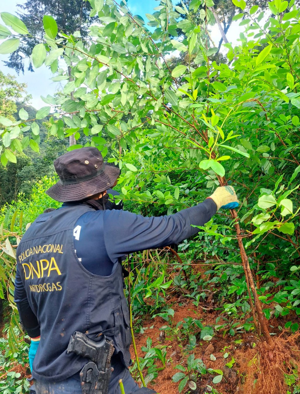 Erradican 50,000 arbustos de coca en el Parque Nacional Pico&nbsp;Bonito