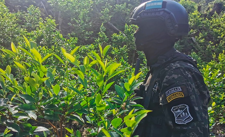 Destruyen plantación de hoja de coca en parque nacional&nbsp;Botaderos