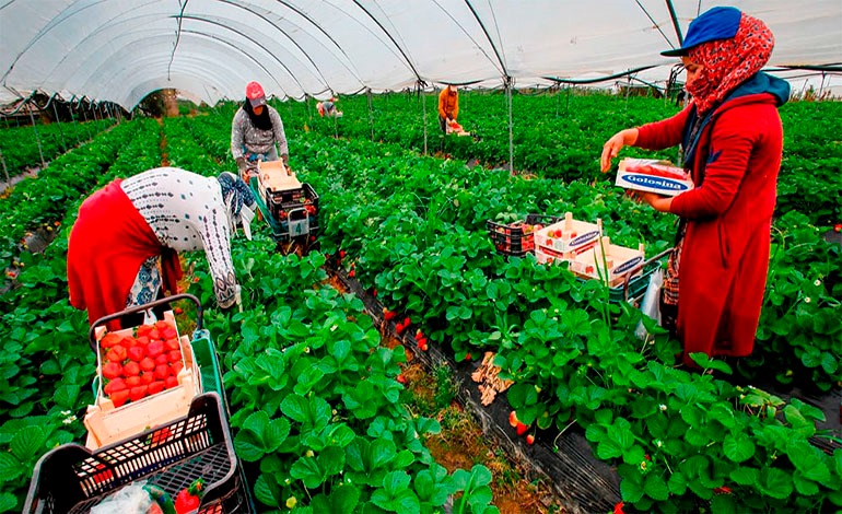 España contratará 500 hondureños para labores&nbsp;agrícolas