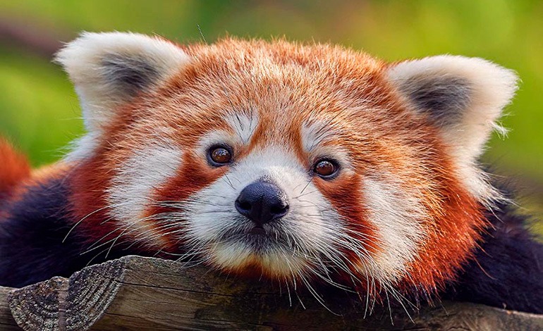 El renacer de los pandas&nbsp;rojos