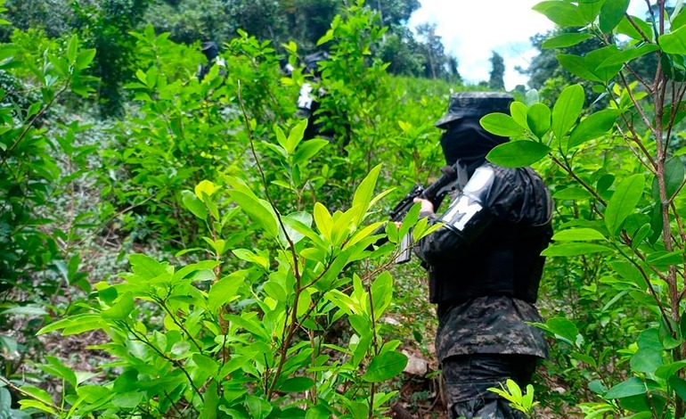 Desmantelan plantación de coca en Iriona,&nbsp;Colón