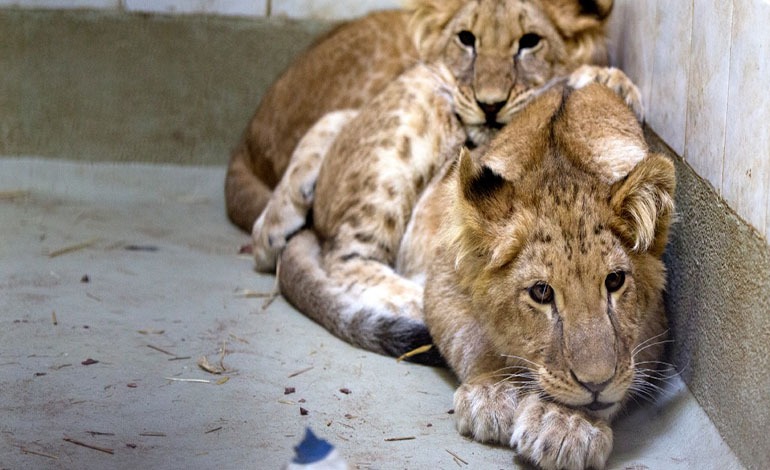 Masivo tráfico de animales exóticos en&nbsp;Alemania