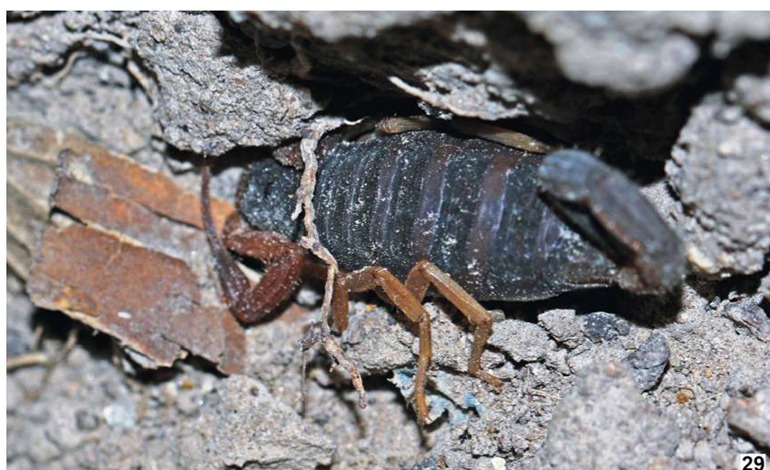 Descubren nueva especie de escorpión en&nbsp;Ocotepeque