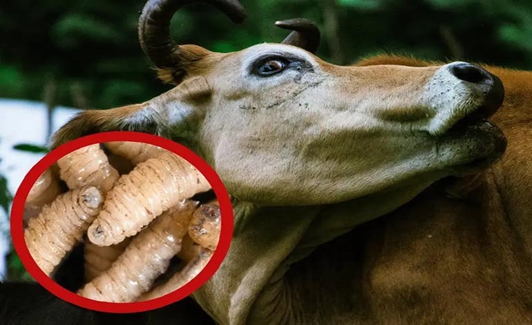 EE. UU. restringe ganado de México por gusano&nbsp;barrenador