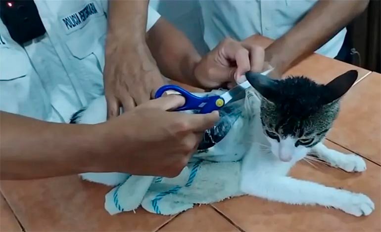 Capturan gato por llevarle drogas a&nbsp;reos