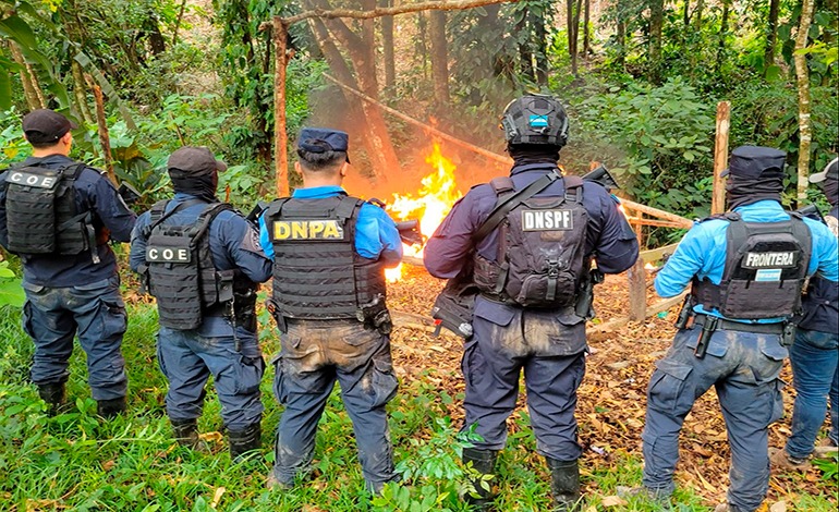 Erradican más de 53 mil plantas de&nbsp;“coca”