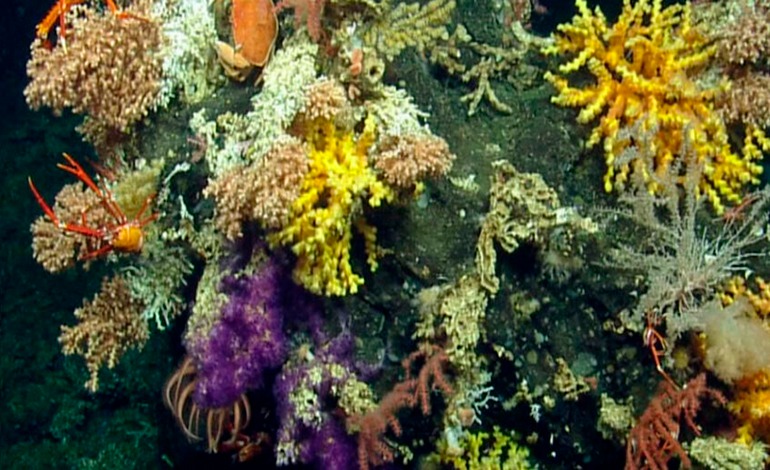 Hallan coral endémico y en peligro de&nbsp;extinción