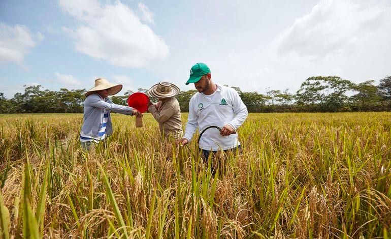 Crisis agrícola: A importar el 92% de&nbsp;arroz