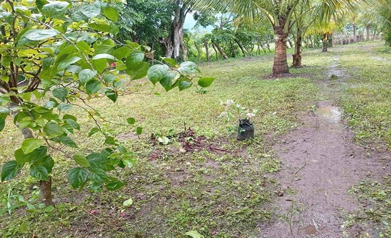 Lluvia de peces en Jutiquile, Olancho, desata misterio&nbsp;nacional