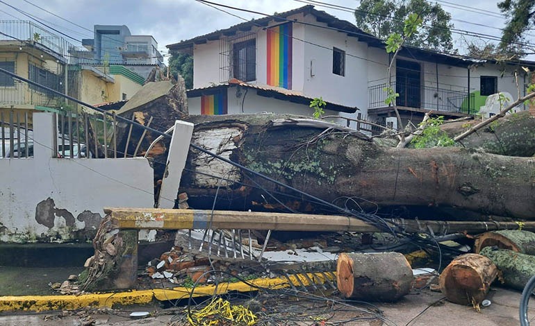 Árbol gigante colapsa sobre el Centro Cultural de&nbsp;España