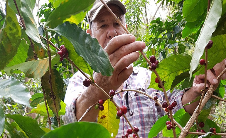 El café impulsa un salto histórico: Honduras crece&nbsp;84%