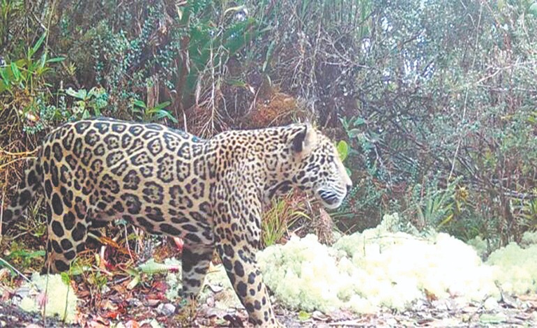 “Jaguar de las Nubes” aparece en bosque nuboso