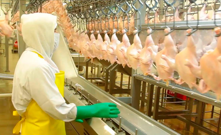 Garantizan consumo seguro de pollo y huevo