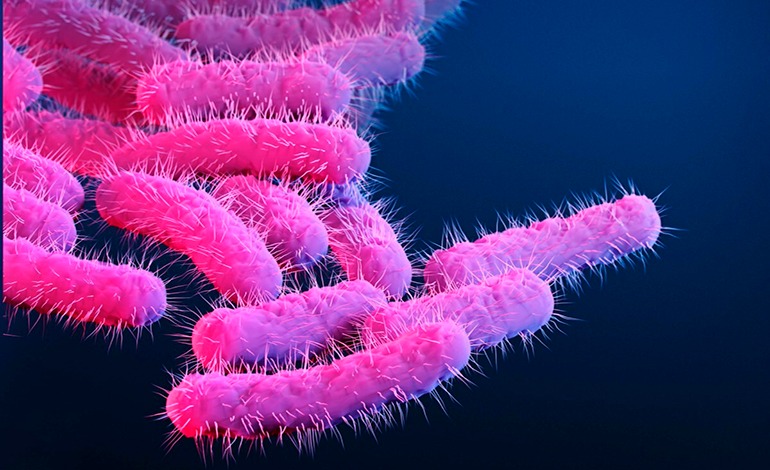 Superbacteria en EE. UU.: la Shigella resistente a cinco antibióticos
