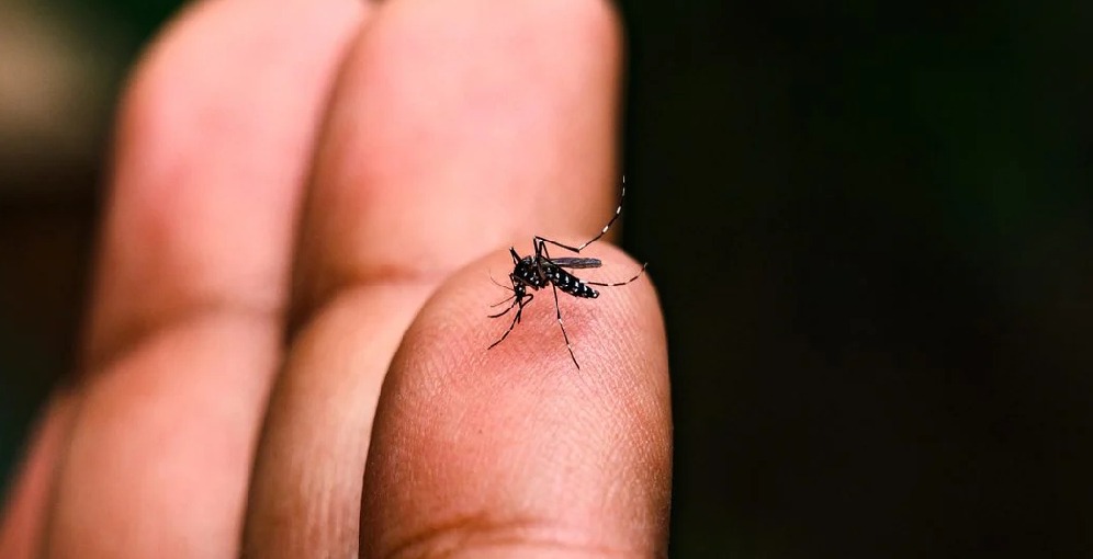 Sesal confirma 7 nuevos casos de&nbsp;chikungunya
